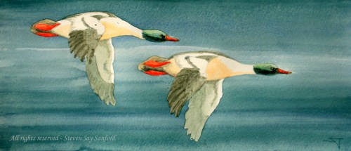 10 - Mark Wesner Shelldrakes rr