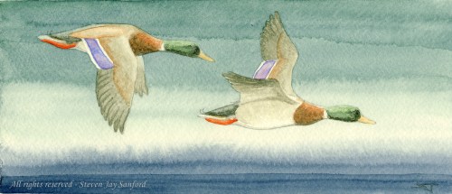 22 - Mallards - 8 March 2011 rr