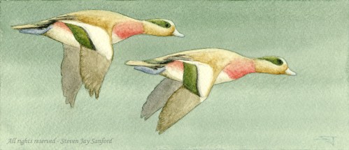 23 - Wigeon - 600 dpi rr