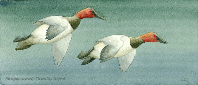 25 - Canvasbacks - March 2011 - 600 dpi rr