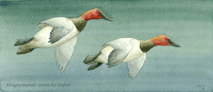 25 - Canvasbacks - March 2011 - 600 dpi rr