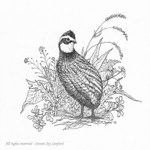 Bobwhite 1993 rr small