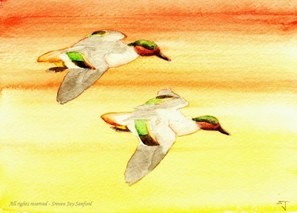 GWTeal - Debar 2011 rr