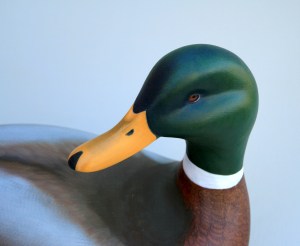 Mallard Drake - 2 May 2013 - closeup