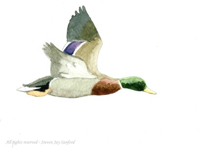 Mallard - lone drake - winter 2011 rr