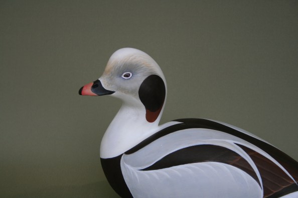 Oldsquaw closeup 1-27-2012