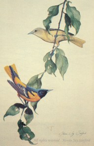 Orioles - Adk Life - rr - small