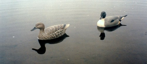 Pintail Pair 2