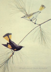 Redstarts - Adk Life - rr - small