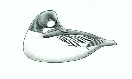 Shang Wheeler Whistler - S J Sanford ~ 1992