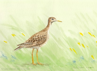Upland Sandpiper - Lynne Anne 2013 rr