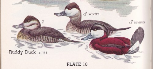 Water Bird Guide Ruddies