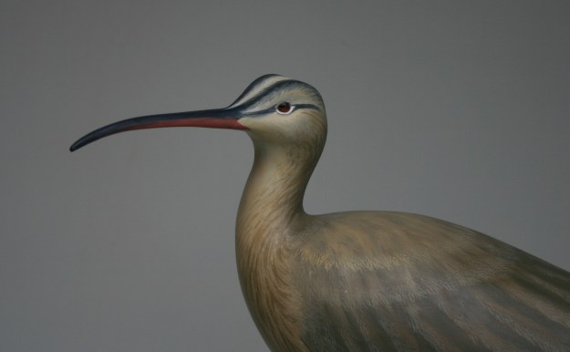 Whimbrel 3 - closeup