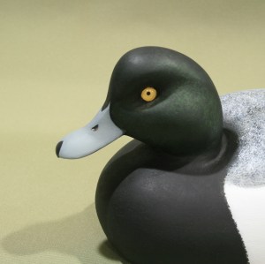 WS - Broadbill 2013 closeup