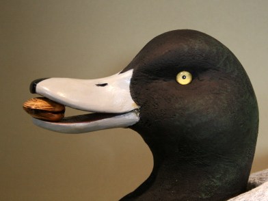 WS - Feeder Broadbill Senior - closeup