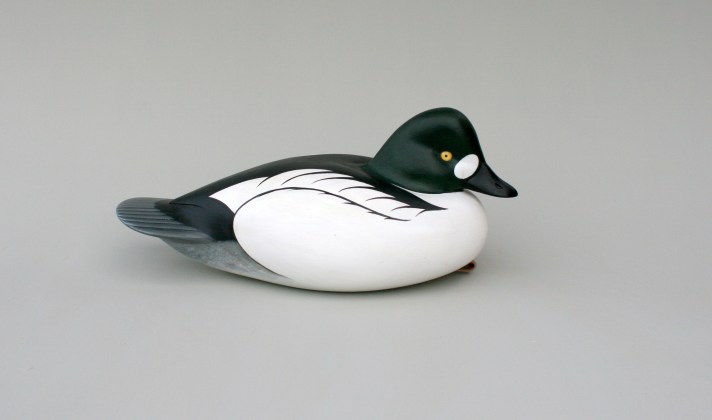 WS - Goldeneye Drake - 2011