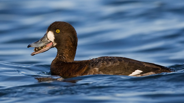 Feeding hen - GSchneider - cropped