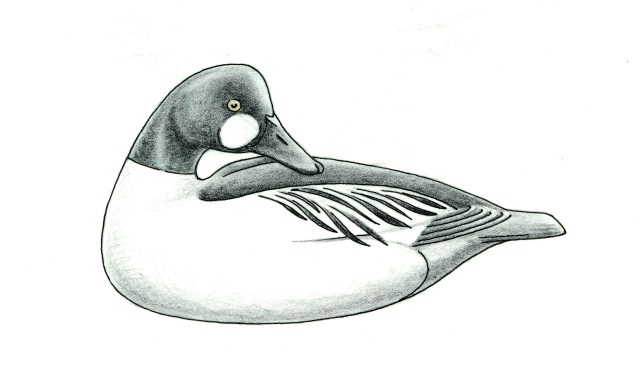 Shang Wheeler by SJS 1