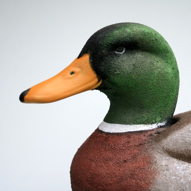 d-36-homer-mallard-drake-closeup-1